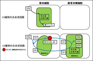 世界初，葉緑体ピルビン酸輸送体の同定に成功！