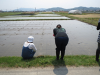 田んぼ確認