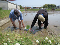 田植え開始