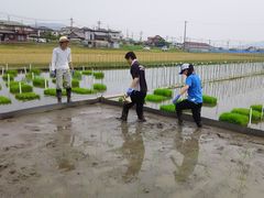 田植え３